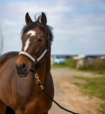 EQUITHÈME Halter - Nylon Check - Image 2