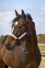 EQUITHÈME Halter - Nylon Check - Image 3