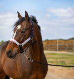 EQUITHÈME Halter - Nylon Check - Image 4