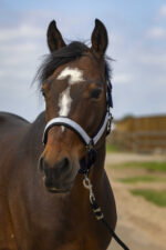 EQUITHÈME Halter - Nylon Check - Image 5