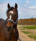 EQUITHÈME Halter - Nylon Check - Image 6