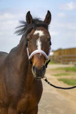 EQUITHÈME Halter - Nylon Check - Image 7