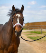 EQUITHÈME Halter - Nylon Check - Image 8