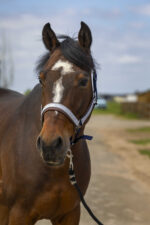 EQUITHÈME Halter - Nylon Check - Image 9