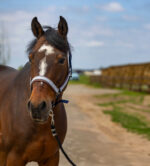 EQUITHÈME Halter - Nylon Check - Image 10