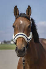 EQUITHÈME Halter - Nylon sheepskin - Image 3