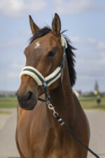 EQUITHÈME Halter - Nylon sheepskin - Image 4