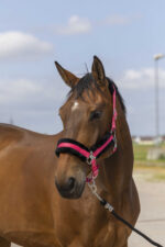 EQUITHÈME Halter - Nylon sheepskin - Image 5