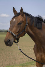 EQUITHÈME - Nylon Chevron - Halter