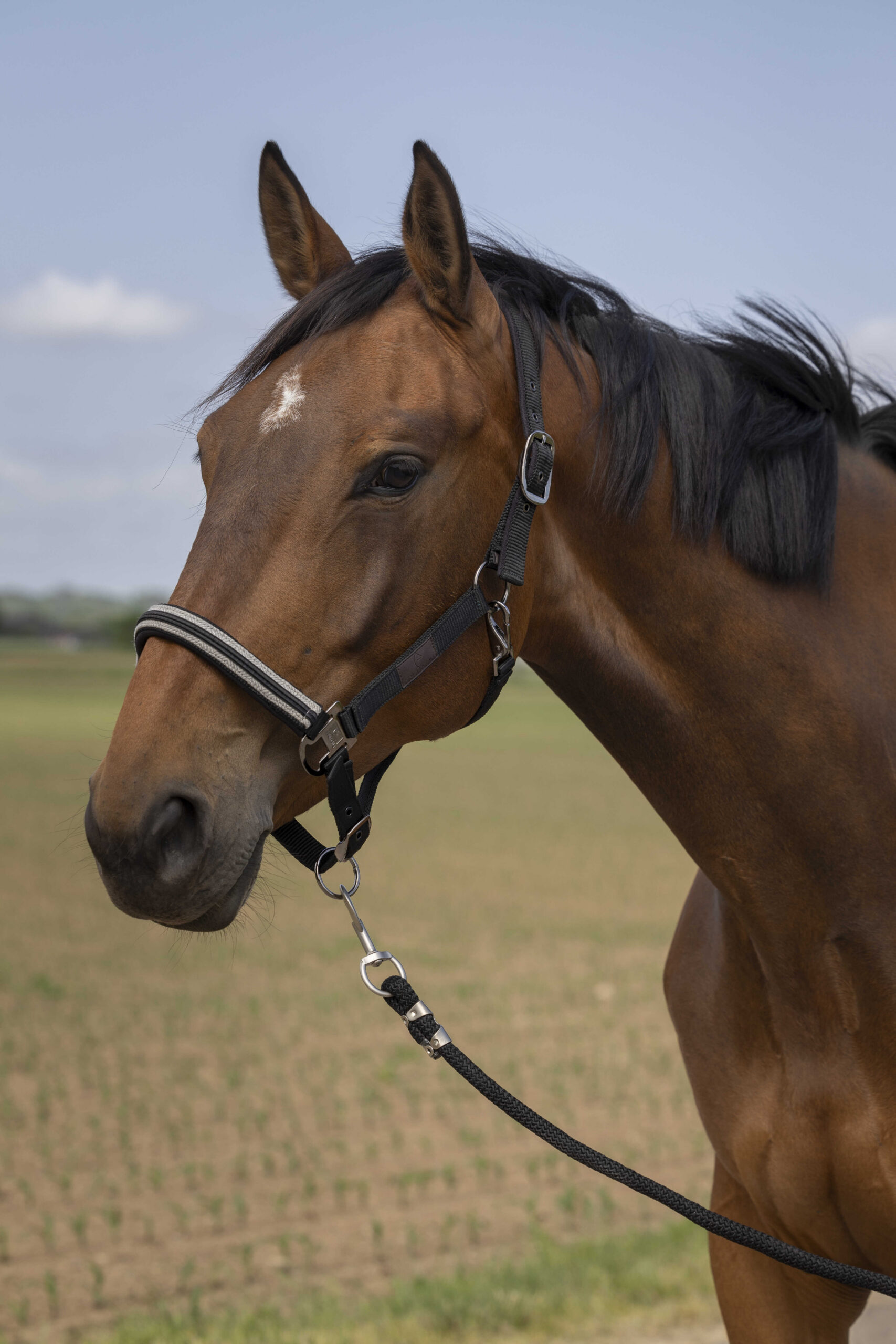 EQUITHÈME - Nylon Chevron - Halter
