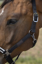 EQUITHÈME - Nylon Chevron - Halter - Image 3