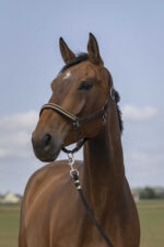 EQUITHÈME - Nylon Chevron - Halter - Image 4