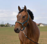 EQUITHÈME - Nylon Chevron - Halter - Image 6