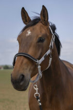 EQUITHÈME - Nylon Chevron - Halter - Image 7