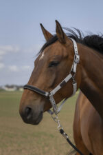 EQUITHÈME - Nylon Chevron - Halter - Image 8