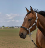 EQUITHÈME - Nylon Chevron - Halter - Image 9