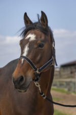 EQUITHÈME Halter - Nylon light