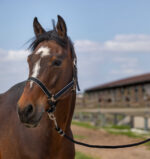 EQUITHÈME Halter - Nylon light - Image 2