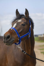 EQUITHÈME Halter - Nylon light - Image 3