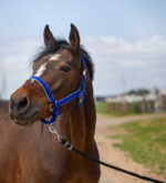 EQUITHÈME Halter - Nylon light - Image 4