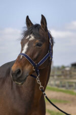 EQUITHÈME Halter - Nylon light - Image 5