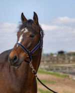 EQUITHÈME Halter - Nylon light - Image 6