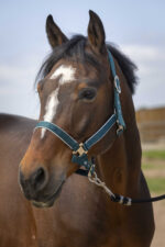 EQUITHÈME Halter - Nylon light - Image 7