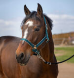 EQUITHÈME Halter - Nylon light - Image 8