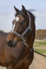 EQUITHÈME Halter - Nylon light - Image 9