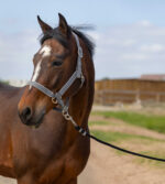 EQUITHÈME Halter - Nylon light - Image 10