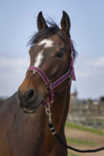 EQUITHÈME Halter - Nylon light - Image 11