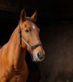 EQUITHEME - Domino - Nylon Halter - Image 2