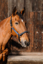 EQUITHEME - Domino - Nylon Halter - Image 4