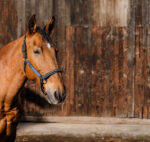 EQUITHEME - Domino - Nylon Halter - Image 5