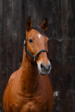 EQUITHEME - Domino - Nylon Halter - Image 7