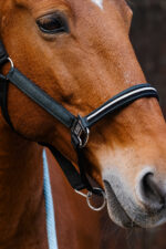 EQUITHEME - Domino - Nylon Halter - Image 8