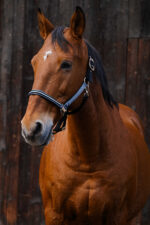 EQUITHEME - Domino - Nylon Halter - Image 10