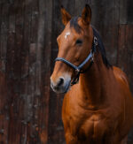 EQUITHEME - Domino - Nylon Halter - Image 11