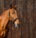 EQUITHEME - Domino - Nylon Halter - Image 13