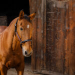 EQUITHEME - Domino - Nylon Halter - Image 17