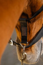 EQUITHEME - Domino - Nylon Halter - Image 18