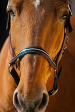 EQUITHEME - Domino - Nylon Halter - Image 19