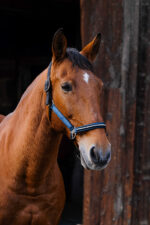 EQUITHEME - Domino - Nylon Halter - Image 20