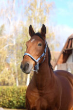 EQUITHEME - Spring - Nylon Halter