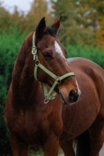 EQUITHEME - Spring - Nylon Halter - Image 4