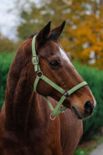 EQUITHEME - Spring - Nylon Halter - Image 5