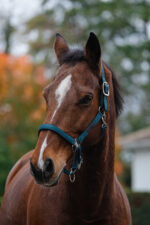 EQUITHEME - Spring - Nylon Halter - Image 7