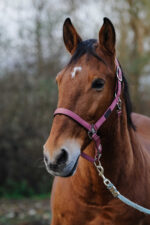 EQUITHEME - Spring - Nylon Halter - Image 8