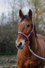 EQUITHEME - Spring - Nylon Halter - Image 9