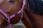 EQUITHEME - Spring - Nylon Halter - Image 11